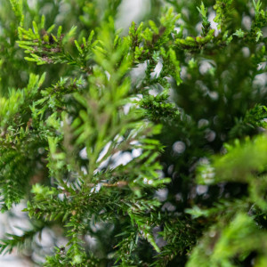 Planta naturala Juniperus Prince of Wales, conifer acoperitor de sol, vesnic verde, de exterior, in ghiveci, Ø 30/40 cm, H 25/35 cm, verde albastrui