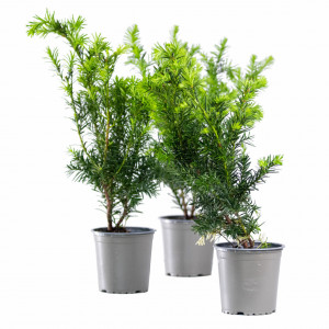 Planta naturala Taxus media Densiformis, arbust vesnic verde, in ghiveci P13, Ø 15/25 cm, H 30/40 cm, verde stralucitor
