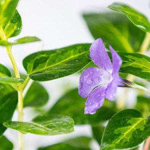 Planta naturala Vinca major, taratoare perena, de exterior, in ghiveci CLT 2, Ø 25/35 cm, H 95/105 cm, flori violet