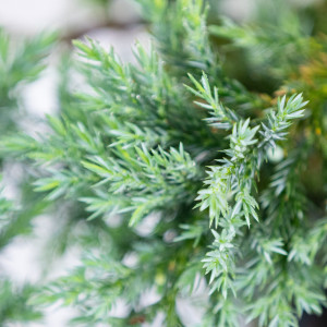 Planta naturala Juniperus squamata var Blue Carpet, conifer tarator vesnic verde, de exterior, in ghiveci C3, Ø 30/40 cm, H 35/45 cm, verde albastrui