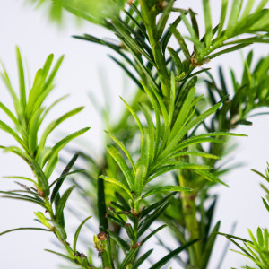 Planta naturala Taxus media Densiformis, arbust vesnic verde, in ghiveci P13, Ø 15/25 cm, H 30/40 cm, verde stralucitor
