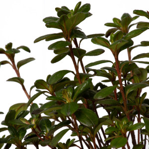 Azalee, Azalea japonica var ‘Tornella’, planta naturala, decorativa de exterior, in ghiveci C2, H 20-30 cm, roz inchis