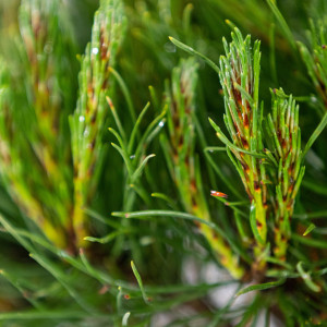 Planta naturala Pinus mugo var Mughus, pin pitic vesnic verde, de exterior, in ghiveci P13, Ø 15/25 cm, H 15/25 cm, verde inchis