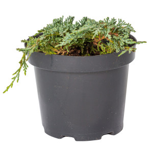 Ienupar tarator, Juniperus horizontalis var 'Ice Blue', arbust conifer vesnic verde, planta naturala de exterior, in ghiveci C2, Ø 15/25 cm, H 25/35 cm, verde-albastrui