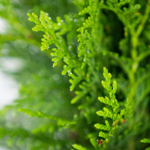 Planta naturala Thuja globosa var Aurea, conifer vesnic verde, de exterior, in ghiveci C2, Ø 40/50 cm, H 35/45 cm, verde auriu