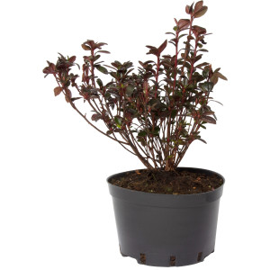Azalee, Azalea japonica var ‘Canzonetta’, planta naturala, decorativa de exterior, in ghiveci C2, H 20-30 cm, rosu