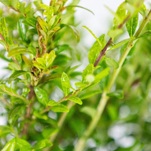 Caprifoi, Lonicera pileata, planta naturala, arbust scund tarator, ornamental cu frunzis persistent, in ghiveci CLT 1.5, Ø 15/25 cm, H 20/30 cm, verde