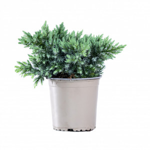 Planta naturala Juniperus conferta var Schlager, conifer pitic vesnic verde, de exterior, in ghiveci P13, Ø 35/45 cm, H 20/30 cm, verde argintiu