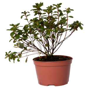 Azalee, Azalea japonica var ‘Tornella’, planta naturala, decorativa de exterior, in ghiveci C2, H 20-30 cm, roz inchis