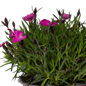 Garofita roz, Dianthus kahori, planta naturala decorativa, in ghiveci P14, H 5/15 cm