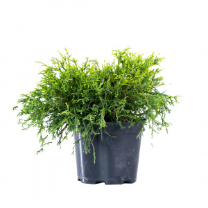 Planta naturala Chamaecyparis pisifera var Sungold, conifer vesnic verde, de exterior, in ghiveci C2, Ø 25/35 cm, H 20/30 cm, verde-auriu