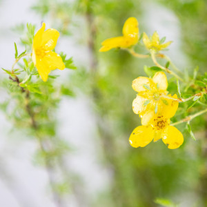 Planta naturala Potentilla fruticosa, arbust decorativ cu flori, in ghiveci CLT 2, Ø 35/45 cm, H 25/35 cm, galben