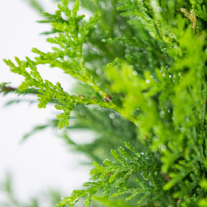 Planta naturala Thuja globosa var Aurea, conifer vesnic verde, de exterior, in ghiveci C2, Ø 40/50 cm, H 35/45 cm, verde auriu