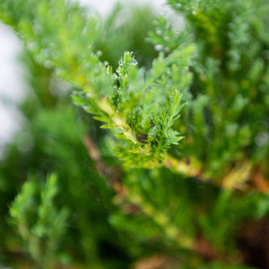 Planta naturala Juniperus Willtonii, ienupar tarator vesnic verde, de exterior, in ghiveci P13, Ø 35/45 cm, H 15/25 cm, albastru-argintiu