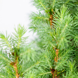 Planta naturala Picea pungens var Glauca Conica, molid conic vesnic verde, de exterior, in ghiveci P13, Ø 15/25 cm, H 35/45 cm, verde