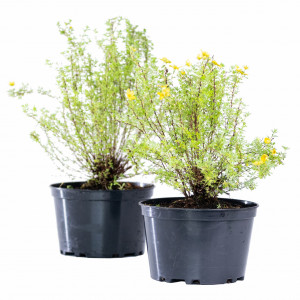 Planta naturala Potentilla fruticosa, arbust decorativ cu flori, in ghiveci CLT 2, Ø 35/45 cm, H 25/35 cm, galben