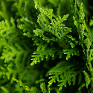 Planta naturala Thuja occidentalis var Danica, conifer vesnic verde, de exterior, in ghiveci, Ø 40/50 cm, H 35/45 cm, verde
