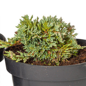Ienupar tarator, Juniperus horizontalis var 'Ice Blue', arbust conifer vesnic verde, planta naturala de exterior, in ghiveci C2, Ø 15/25 cm, H 25/35 cm, verde-albastrui