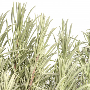Lavanda, Lavandula angustifolia, planta aromatica perena, de exterior, in ghiveci P14, Ø 15/25 cm, H 55/65 cm, mov