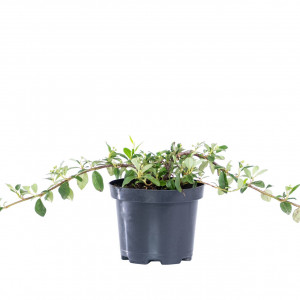 Planta naturala Cotoneaster horizontalis var Bella, arbust acoperitot de sol, exterior, in ghiveci CLT 3, H 10/20 cm, verde inchis