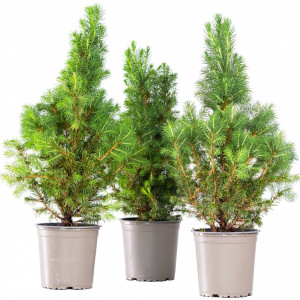 Planta naturala Picea pungens var Glauca Conica, molid conic vesnic verde, de exterior, in ghiveci P13, Ø 15/25 cm, H 35/45 cm, verde