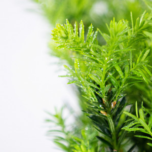 Planta naturala Taxus media Hilli, arbust vesnic verde, in ghiveci P13, Ø 15/25 cm, H 65/75 cm, verde