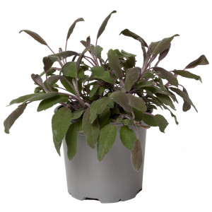 Salvie medicinala, Salvia officinalis, planta erbacee perena, aromatica de interior/exterior, in ghiveci P14, H 10/20 cm, rosie
