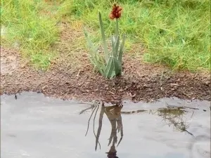 Rezultat final Aqua Magic, efect de apă cu reflexie realistă a vegetației de pe mal