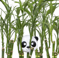 RECIPIENT HRANA BEBE, MELII, MODEL PANDA