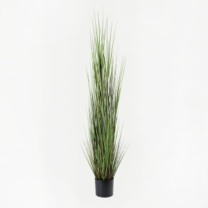 Dísznövény, Boxwood, fekete, 46x46x150 cm