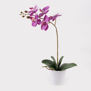 Dekoratív növény cserépben, Orchid, lila, 30x13x46 cm