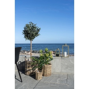Planta artificiala decorativa Skimmia Skimmia, Verde, 40x40x75 cm - Img 3
