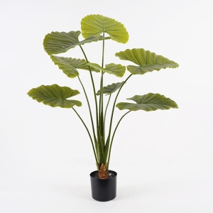 Dekoratív növény cserépben, Alocasia, zöld, 90x90x120 cm