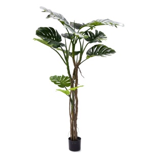 Dísznövény, Monstera III, Pako World, fekete, 180 cm magas