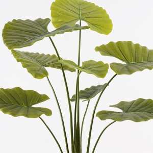 Dekoratív növény cserépben, Alocasia, zöld, 90x90x120 cm - Img 2