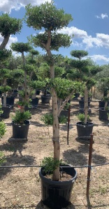 MASLIN BONSAI, OLIVO PLATO 90L