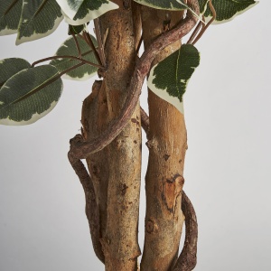 PLATA ORNAMENTALA, FICUS, 175CM, REF. 29109, CONFECTIONAT DIN POLIETILENA, VICAL , STIL MODERN - Img 4