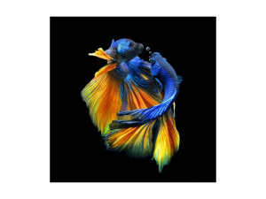 TABLOU DECORATIV BETTA I, 80X80, DIN STICLA, DESIGN EXCLUSIVIST, SIGNAL