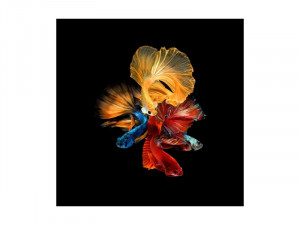 TABLOU DECORATIV BETTA II, 80X80, DIN STICLA, DESIGN EXCLUSIVIST, SIGNAL