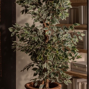 PLATA ORNAMENTALA, FICUS, 175CM, REF. 29109, CONFECTIONAT DIN POLIETILENA, VICAL , STIL MODERN - Img 5