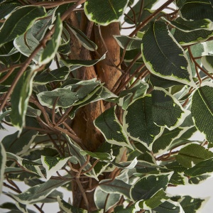 PLATA ORNAMENTALA, FICUS, 175CM, REF. 29109, CONFECTIONAT DIN POLIETILENA, VICAL , STIL MODERN - Img 2