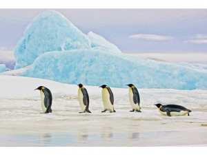 TABLOU DECORATIV PENGUINS, 120 CM, DIN STICLA SECURIZATA, STIL MODERN