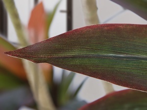 PLANTA ARTIFICIALA, CORDYLINE 220CM, DIN PVC, SCHULLER - Img 3