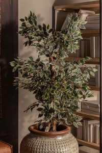 PLATA ORNAMENTALA, FICUS, 175CM, REF. 29109, CONFECTIONAT DIN POLIETILENA, VICAL , STIL MODERN - Img 6