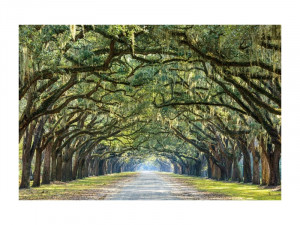 TABLOU DECORATIV TREES I, 120 CM, DIN STICLA SECURIZATA, STIL MODERN