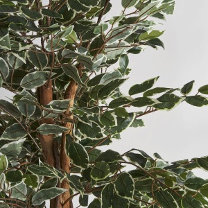 PLATA ORNAMENTALA, FICUS, 175CM, REF. 29109, CONFECTIONAT DIN POLIETILENA, VICAL , STIL MODERN - Img 3