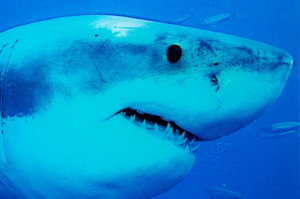 TABLOU DECORATIV SHARK 37414 - Img 2