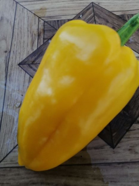 SEMINTE ARDEI - A 19 AMARELLO SWEET PEPPER YELLOW GIANT