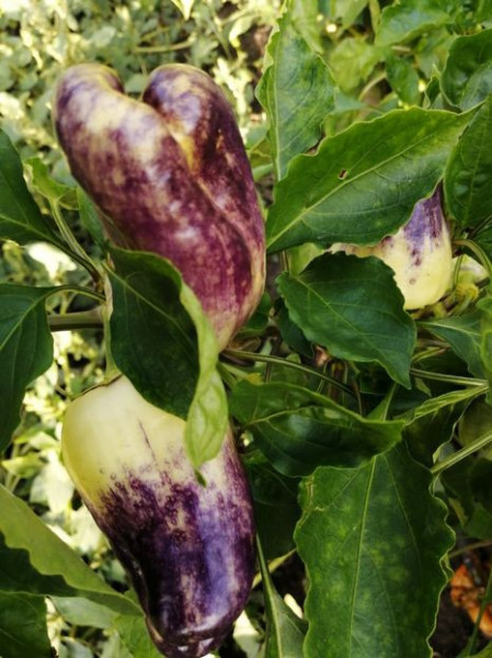SEMINTE ARDEI - A 86 PURPLE SMUDGE GOLD - Img 5