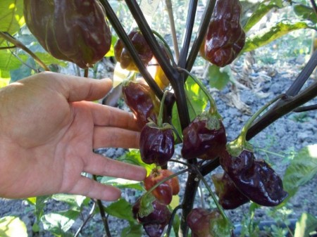SEMINTE ARDEI IUTE - AI 44 PIMENTA MORANGA X TRINIDAD SCORPION - NEIZOLAT - Img 4